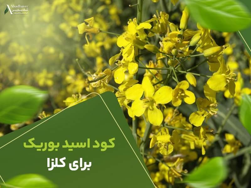 کوداسیدبوریک برای کلزا