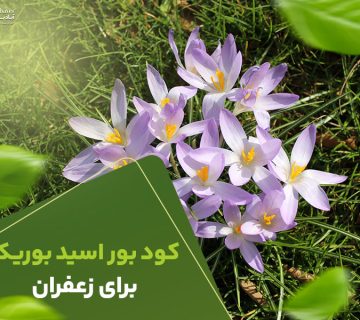 کودبوراسیدبوریک برای زعفرون