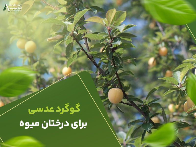 گوگرد عدسی برای درختان میوه