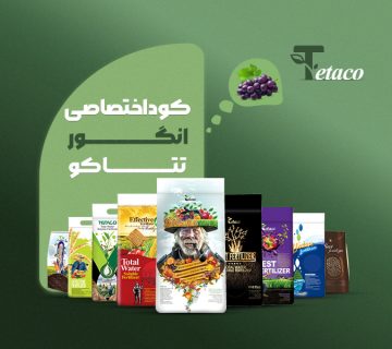 کوداختصاصی انگور تتاکو