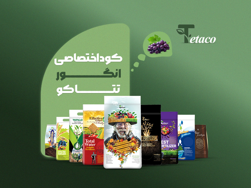 کوداختصاصی انگور تتاکو