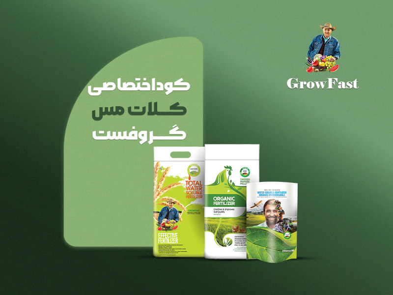 کلات مس گروفست