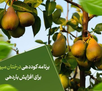 برنامه کوددهی درختان میوه برای افزایش باردهی