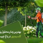 بهترین زمان محلول‌پاشی کلسیم‌بور در باغ چیست؟