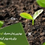 بهترین زمان مصرف کود NPK برای رشد بهترگیاه