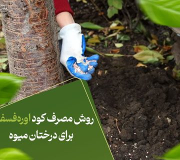 روش مصرف کود اوره‌فسفات برای درختان میوه