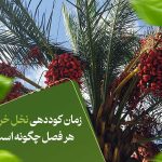 زمان کوددهی نخل خرما در هر فصل چگونه است؟
