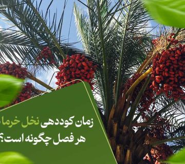 زمان کوددهی نخل خرما در هر فصل چگونه است؟
