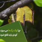چرا نوک برگ‌ها می‌سوزد و چه کودی باید قطع شود