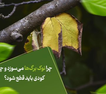 چرا نوک برگ‌ها می‌سوزد و چه کودی باید قطع شود