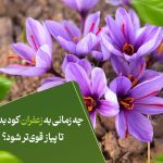 چه زمانی به عفران کود بدهیم تا پیاز قوی‌تر شود؟