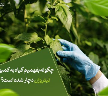 چگونه بفهمیم گیاه به کمبود نیتروژن دچار شده است؟