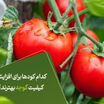 کدام کودها برای افزایش کیفیت گوجه بهترند؟