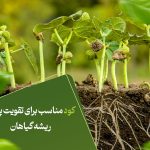 کود مناسب برای تقویت پیاز و ریشه گیاهان