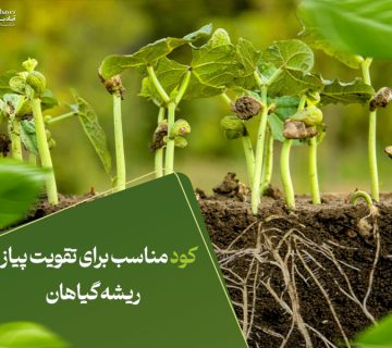 کود مناسب برای تقویت پیاز و ریشه گیاهان