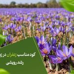 کود مناسب زعفران در زمان رشد رویشی
