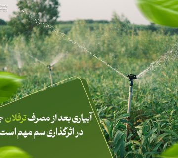 آبیاری بعد از مصرف ترفلان چقدر در اثرگذاری سم مهم است؟