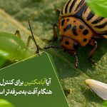 آیا ابامکتین برای کنترل زودهنگام آفت به‌صرفه‌تر است؟