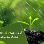 آیا باران بعد از ترفلان باعث کم شدن اثر سم می‌شود؟