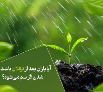 آیا باران بعد از ترفلان باعث کم شدن اثر سم می‌شود؟