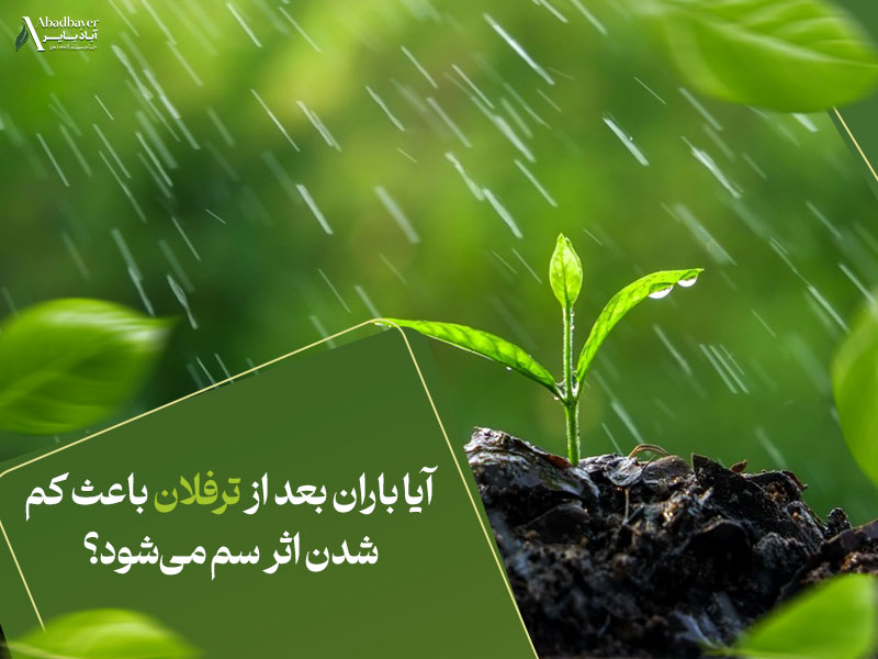 آیا باران بعد از ترفلان باعث کم شدن اثر سم می‌شود؟