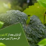 آیا باران بعد از گلایفوزیت اثر سم را از بین می‌برد؟