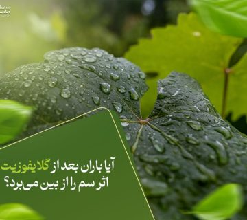 آیا باران بعد از گلایفوزیت اثر سم را از بین می‌برد؟