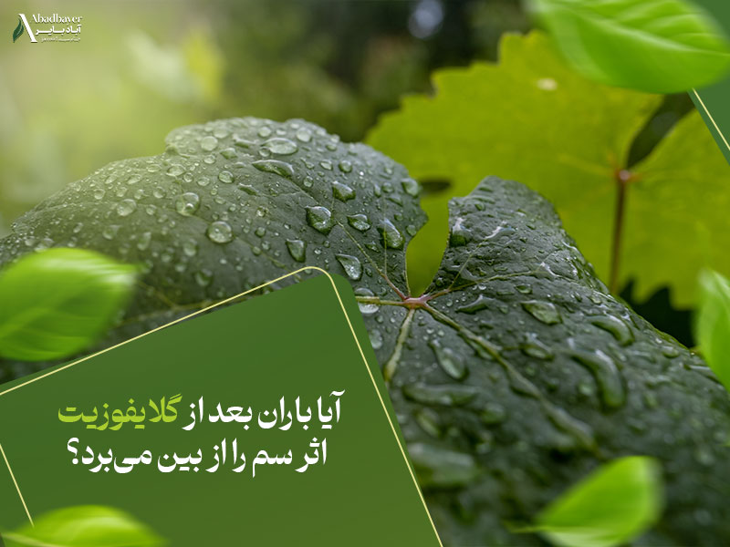 آیا باران بعد از گلایفوزیت اثر سم را از بین می‌برد؟