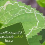 آیا کنترل زودهنگام مینوز با ابامکتین باعث رشد بهتر گیاه می‌شود؟