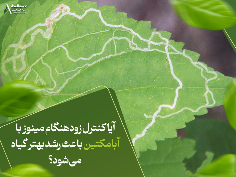 آیا کنترل زودهنگام مینوز با ابامکتین باعث رشد بهتر گیاه می‌شود؟