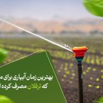 بهترین زمان آبیاری برای مزرعه‌ای که ترفلان مصرف کرده است