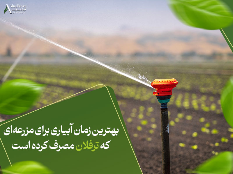 بهترین زمان آبیاری برای مزرعه‌ای که ترفلان مصرف کرده است