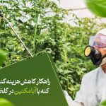 راهکار کاهش هزینه کنترل کنه با ابامکتین در گلخانه