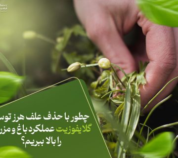 چطور با حذف علف هرز توسط گلایفوزیت عملکرد باغ و مزرعه را بالا ببریم؟