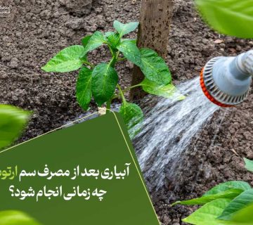 آبیاری بعد از مصرف سم ارتوس چه زمانی انجام شود؟