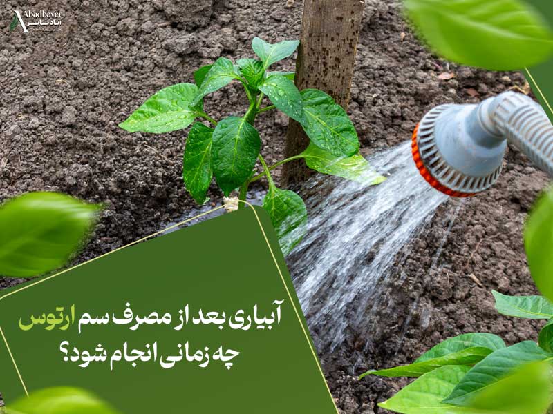 آبیاری بعد از مصرف سم ارتوس چه زمانی انجام شود؟