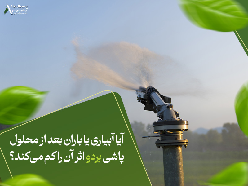آیا آبیاری یا باران بعد از محلول‌پاشی بردو اثر آن را کم می‌کند؟