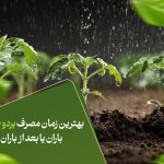 بهترین زمان مصرف بردو قبل از باران یا بعد از باران