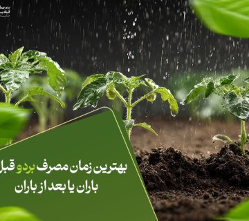 بهترین زمان مصرف بردو قبل از باران یا بعد از باران