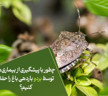 چطور با پیشگیری از بیماری‌ها توسط بردو باردهی باغ را حفظ کنیم؟