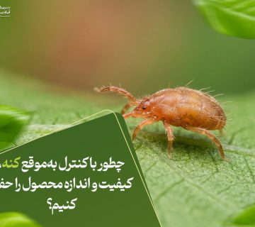 چطور با کنترل به‌موقع کنه، کیفیت و اندازه محصول را حفظ کنیم؟