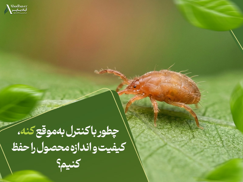 چطور با کنترل به‌موقع کنه، کیفیت و اندازه محصول را حفظ کنیم؟